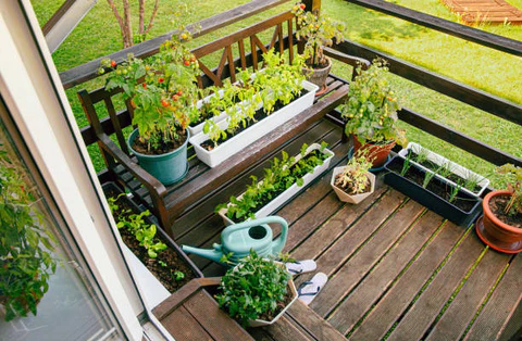 How I Started Gardening in a Tiny Apartment Balcony on a Small Budget